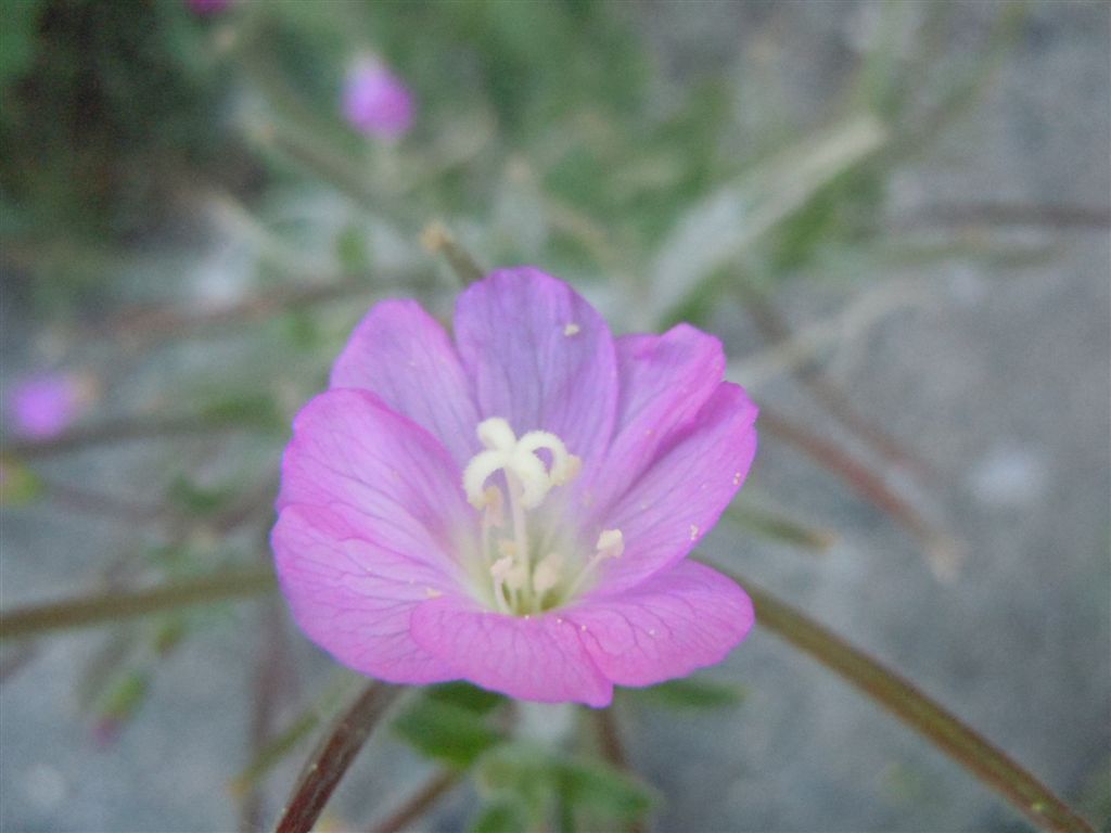 Epilobium hirsutum / Garofanino d''acqua